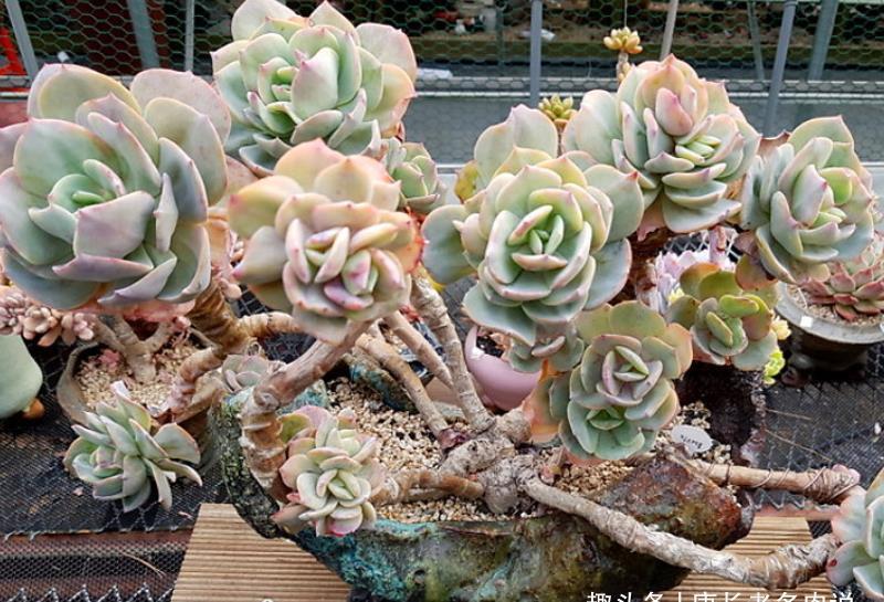 多肉|多肉白凤特别耐热,纯露养都能顺利度夏,还能培养成漂亮的悬崖桩