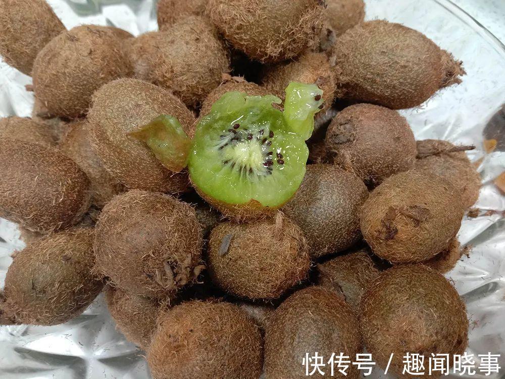 野果|这野果一熟就掉,9月满山都是,一次摘几百斤,农民翻山越岭采摘