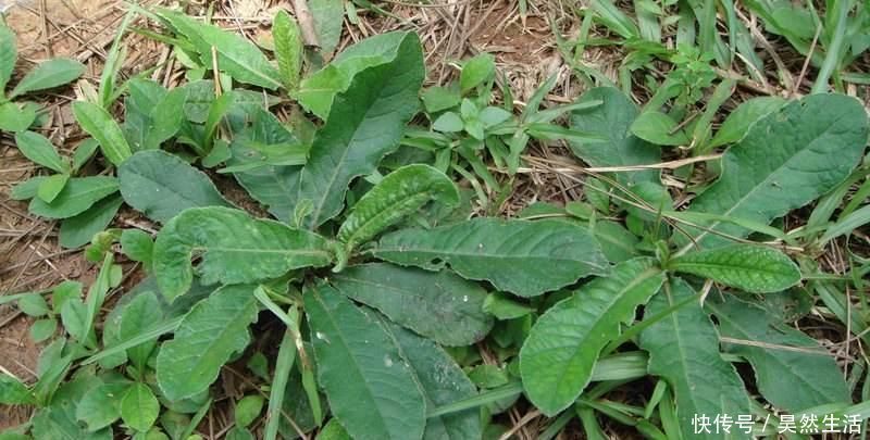 植物|此物俗稱“土人參”,屬極品中藥,農村到處是,卻少有人識,可惜