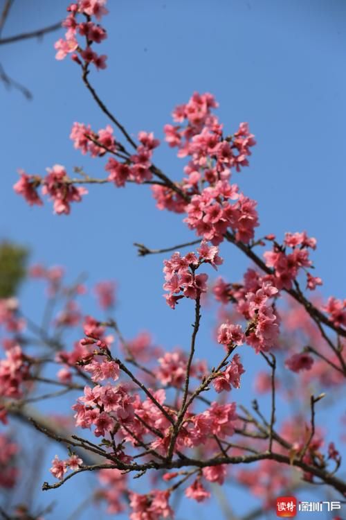 老年|美翻了！500多株樱花盛放仙湖植物园