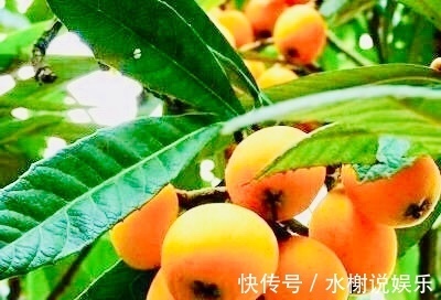 救命果|女性不想感冒,多食此“救命果”,失眠没了,能让子宫越来越干净