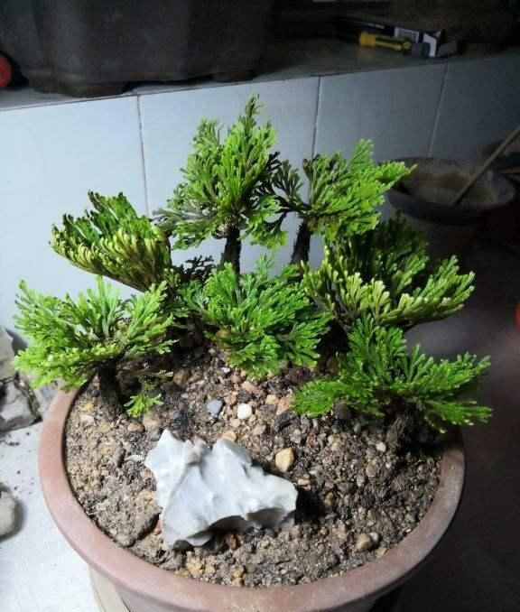 这花号称“死不了”，干透浇点水，叶子绿油油