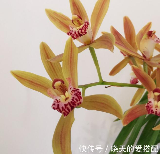 兰花长出花苞,“穷养”还是“富养”?关键看一点,穷富由它决定