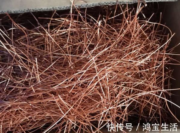 往花盆里丢“电线”，啥花都喜欢，难怪花和叶子“呼呼长”