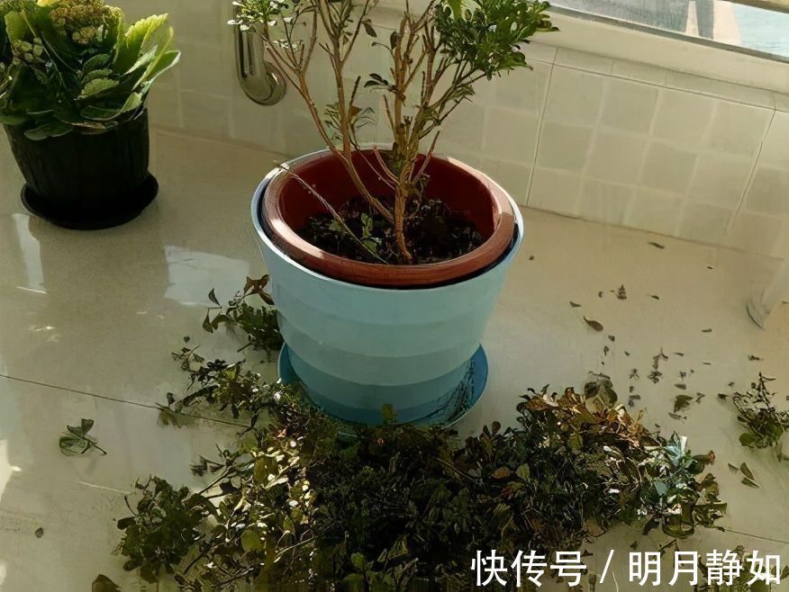 11月,千万别买这种花,养不活惹一肚子气