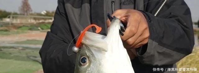 仙居|新鱼种?浙江男子钓起一条没见过的大鱼,像是变异的鳜鱼