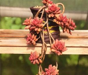 3种多肉，高端大气上档次，容易长成悬崖桩，养护简单色彩艳