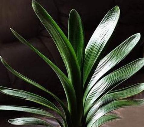 君子兰怎么养开花多,关注这些,年年开花红艳艳