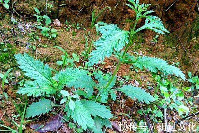 消炎|农村的“神圣之花”，清热解毒，消炎功效和青霉素雷同，你认识吗