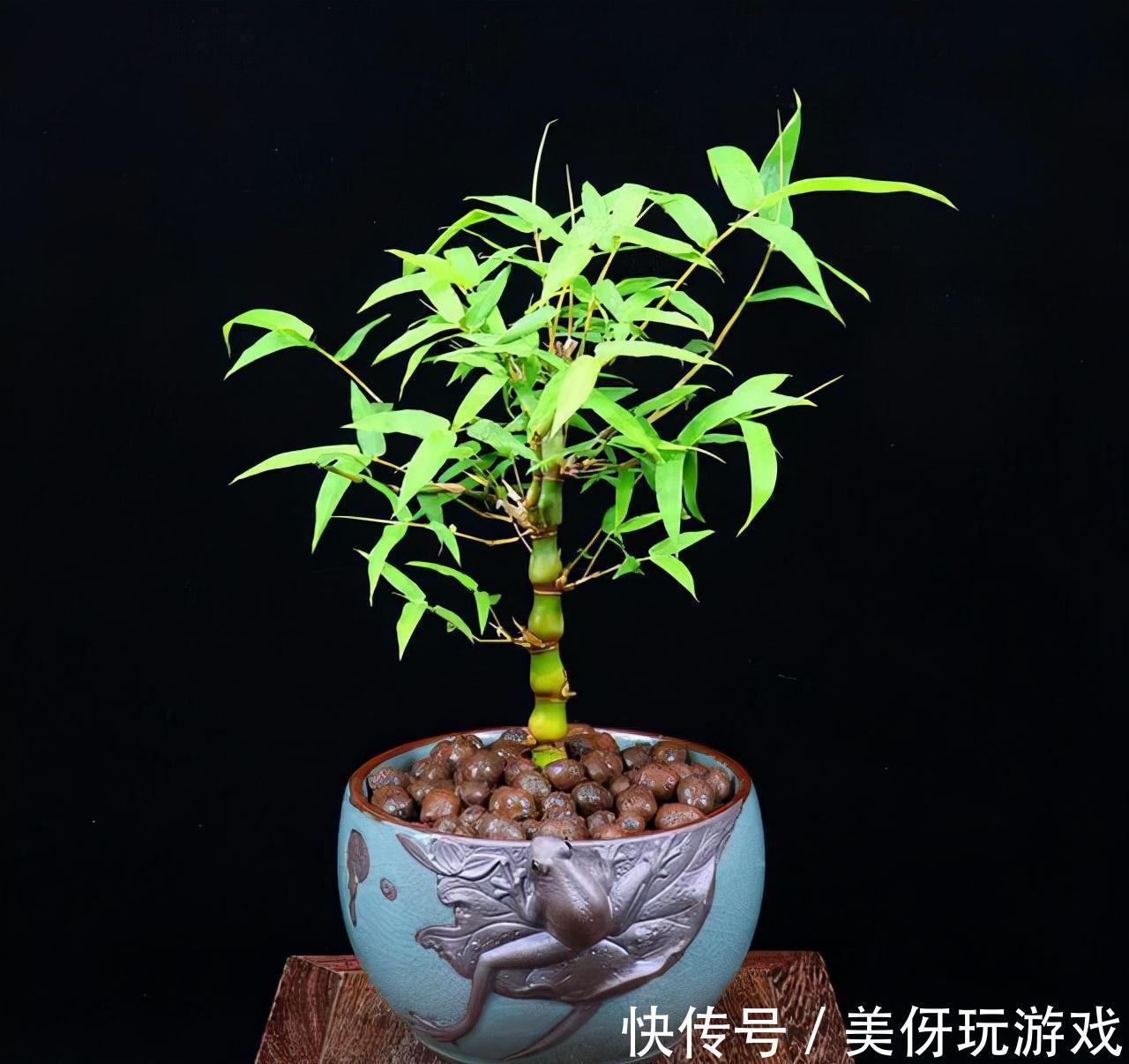 没有院子养不了竹子?错,这几种竹子养在室内,比花好看多了