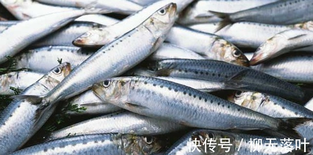 黄海|这7种海鱼，目前无法养殖，都是野生的，营养又好吃，价格还不贵！