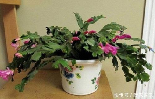 夏季这3种花可别入手,养一盆死一盆,过了夏天就剩空盆