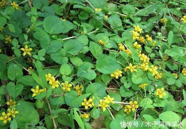 1种野草 长路旁惹人嫌 人称 过路黄 却是全身是宝的中草药 快资讯