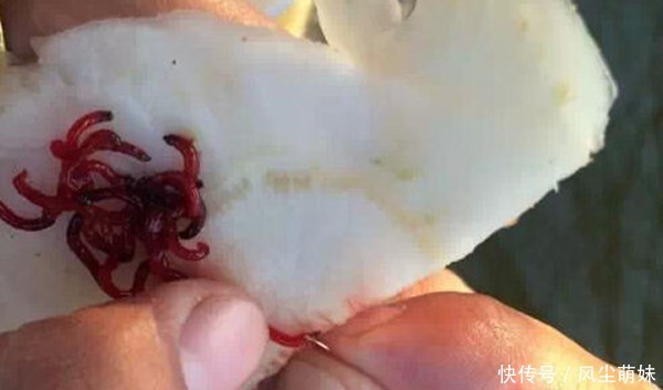 冬季钓鲫鱼,用这种钓法,比台钓更简单实用,钓大鲫鱼更容易!