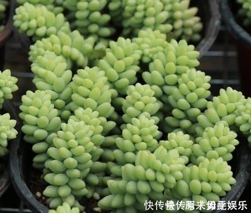 吊兰|长得比吊兰好看,肉呼呼的还好养,晒晒太阳就爆盆,不要太好看咯