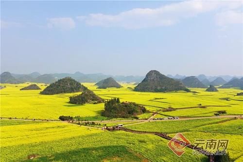 「高清组图」早春三月，去云南罗平看油菜花开