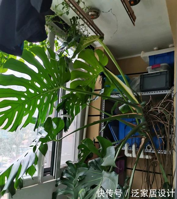 花盆|龟背竹很上档次,客厅养它最合适,满足温度,湿度就能养的很好