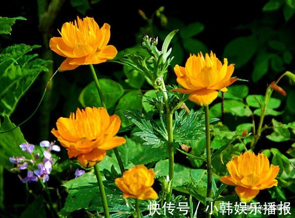 此花是皇廷贡品，可使人保持青春靓丽，是侠义之士的代表