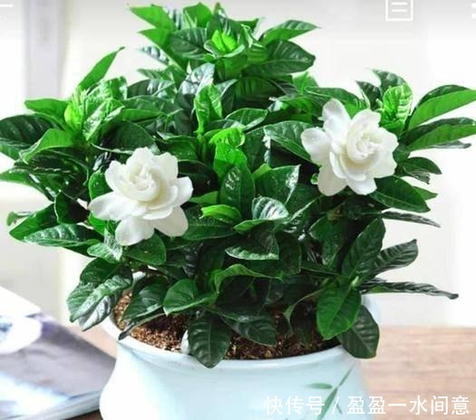 多菌灵、硫酸亚铁、磷酸二氢钾,光听不会用3分钟就教你学会!