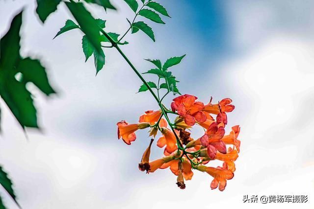 淡蓝天空下红艳绽放的凌霄花,绚丽妩媚,烂漫多姿的花朵开满枝头