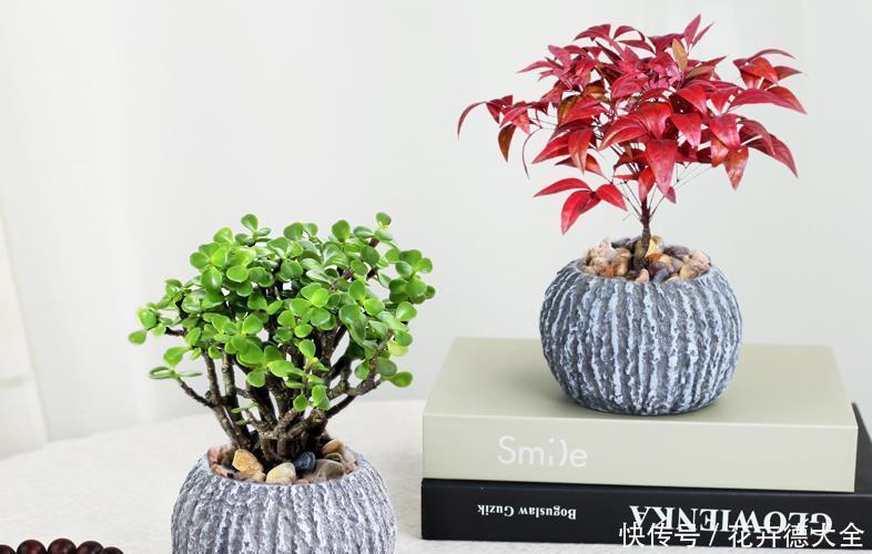 花农|南天竹怎么养?看花农解答,怎么养好南天竹!