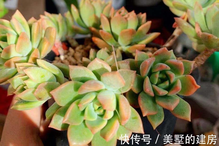 水溶液|天热换盆土,方法不正确,多肉反而更容易烂根化水