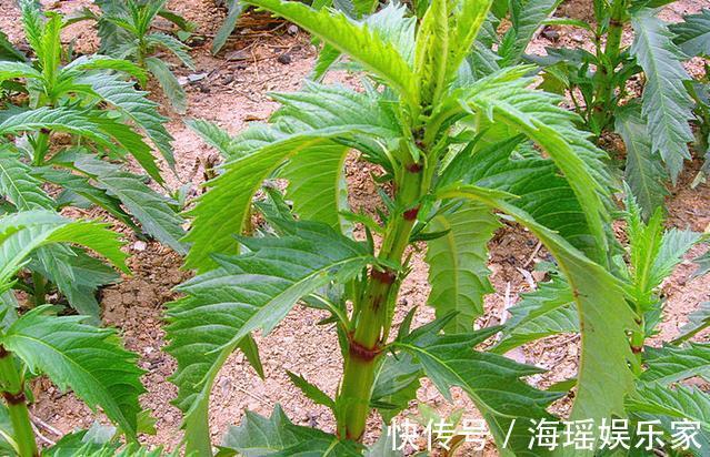 泡菜凉拌|这野草人称“草石蚕”,以前被人瞧不起,现在泡菜凉拌都不错