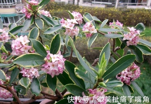 茉莉|阳台就养这些花,花香味浓,久聚不散,香味飘满屋!