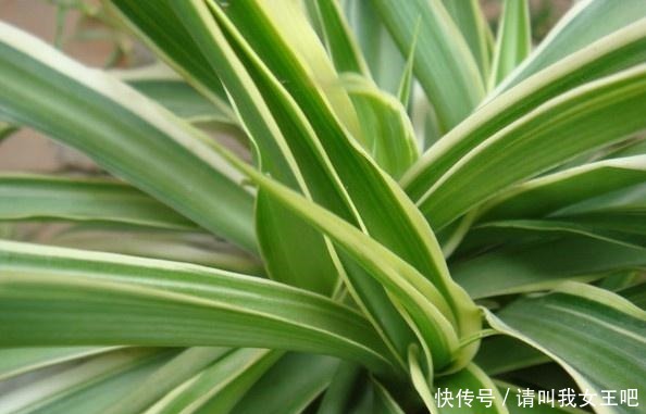 养这4种花,春天一定要“理发”,才会越长越旺,看看你家有吗!