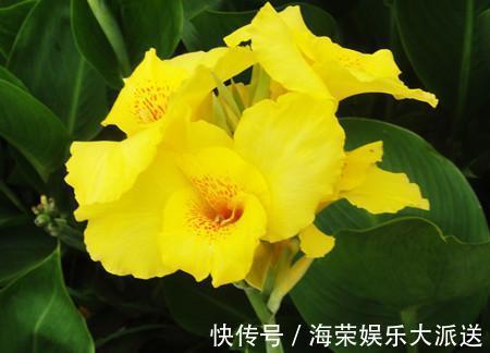 花色|喜欢玫瑰,不如养盆“牡丹名品”岛大臣,花色红颜,花枝招展!