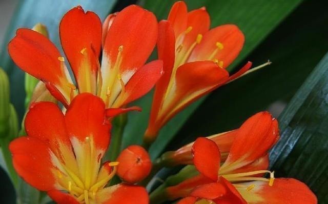 花友们|“1种水”浇君子兰,7天冒出“大白根”,30天枝叶油绿,冒花芽