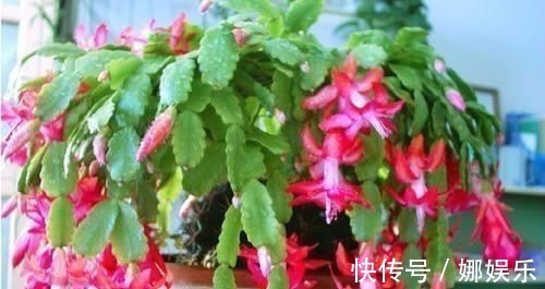 阿司匹林|3种过期药片,可不能扔了,可是养花宝贝,肥效强10倍