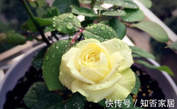 养花试试这几款，四季有花开，且是多头集群开放，可直接瓶插观赏