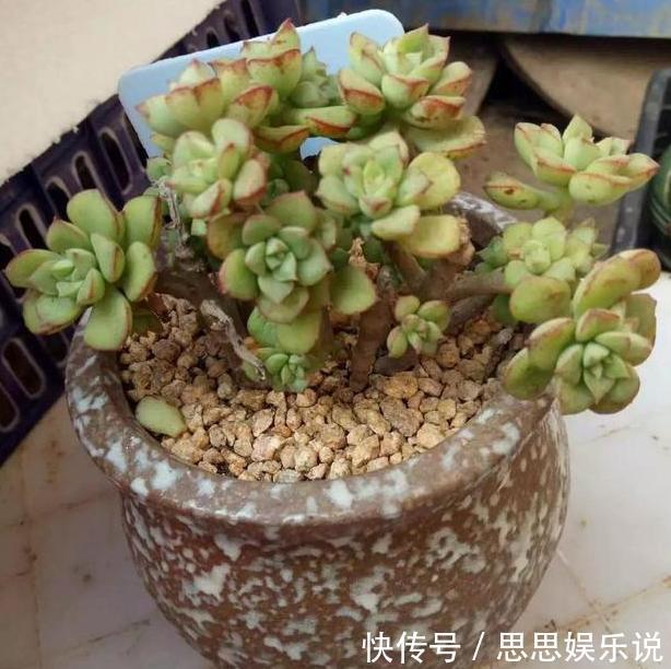 多肉植物速成老桩秘籍盆栽管理''狠一点'',想成功很简单