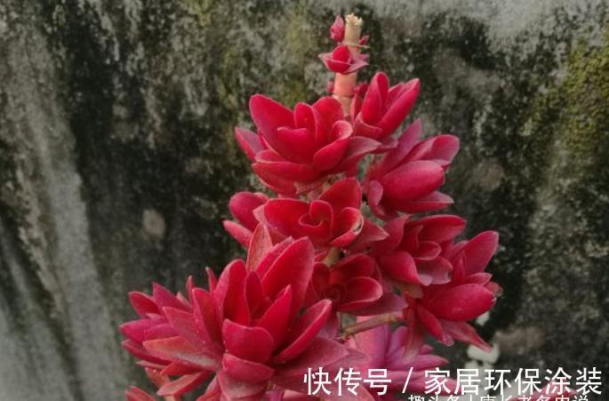 别人的多肉火祭红了，你的却糊了？说明养护方式不对，快点调整吧