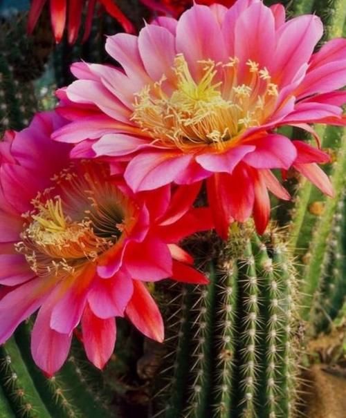 3种花是“大美女”，开花勤爱爆盆，美不胜收，一年四季都赏花