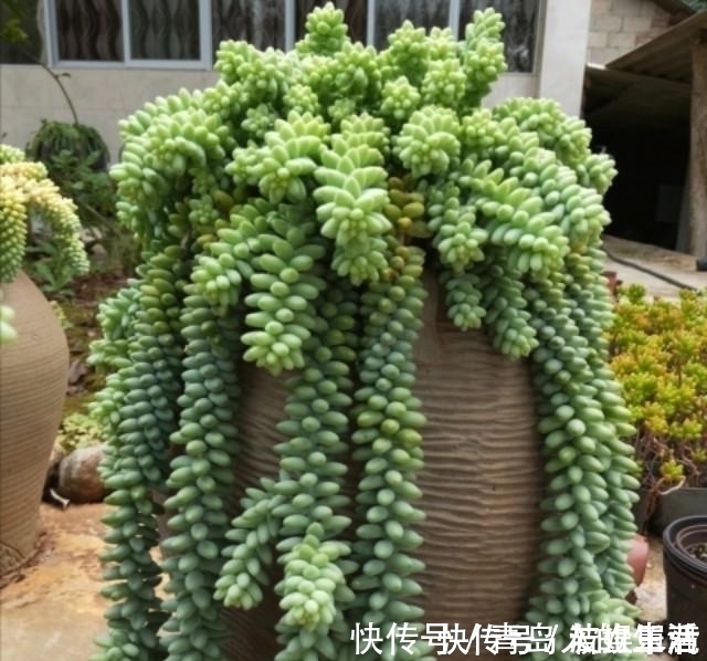 白檀|10款能吊起来养的多肉，一个比一个美，还不占地方