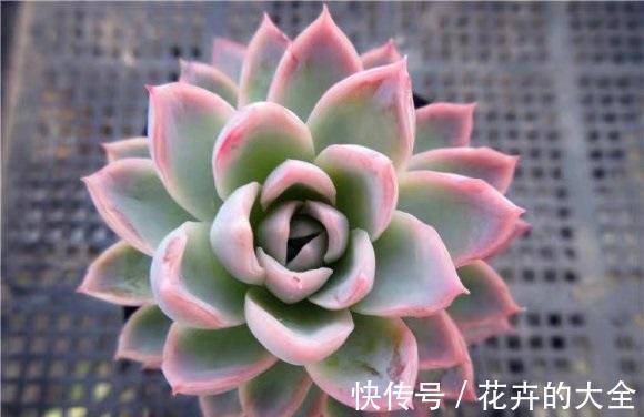 季节|即将立秋，多肉植物迎来生长季节，满足2点，好状态养出来