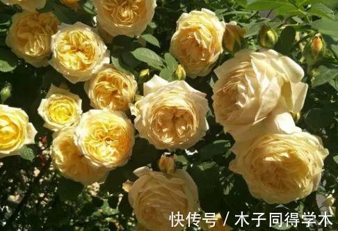 欢笑|种草黄色系月季，它绝对是一个开花机器