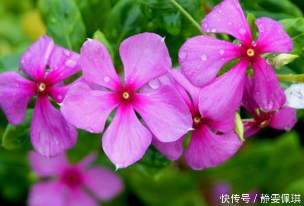 新手|新手养护花卉,就养此花中精品,越晒越旺,给点水直接爆满的花卉