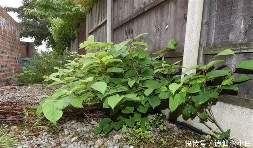 日本超级植物入侵英国，无限繁殖力逼疯英国人，甚至导致房价下降