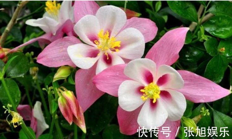 养花就养这几款,全年开花不停,花开爆盆美如花,枝头窜满花苞