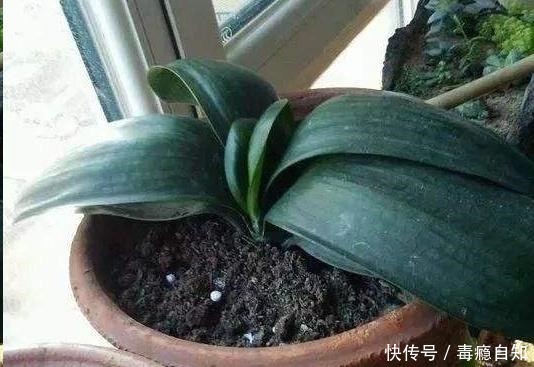 君子兰养了好几年,就是不开花,用了这个小技巧,一下开了几十朵!