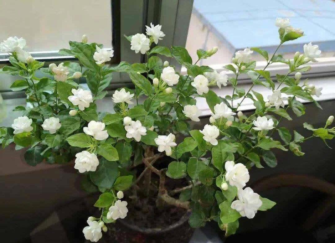 大岩桐|二三月份,又是扦插好季节,这几种花,相对来说最合适