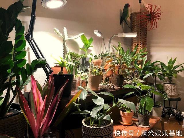 多肉植物|养花不会浇水,家里再多花也会被糟蹋,新手盆栽浇水指南