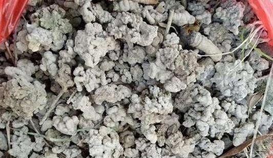 用生根水、淘米水养花，都赢不了这种“万能水”，养啥旺啥