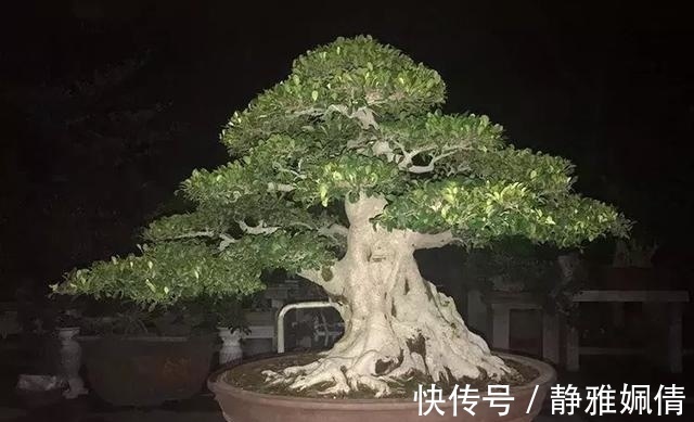 新貌|一组盆景作品欣赏，能达到法严、形美、意放、韵胜才是佳作