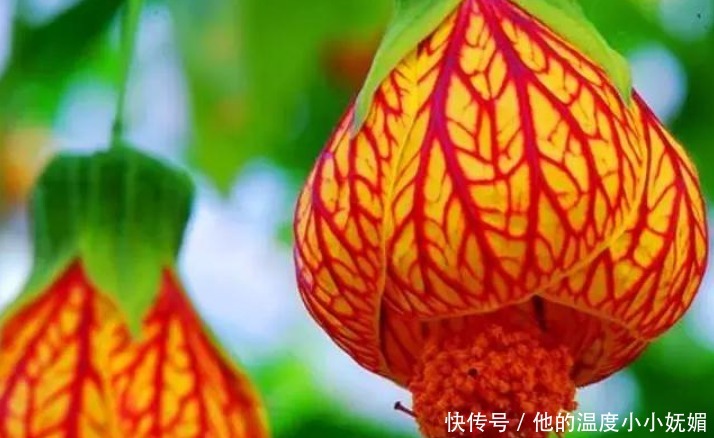 “3种花”看一眼就难忘，楚楚动人，比牡丹更漂亮，你喜欢吗