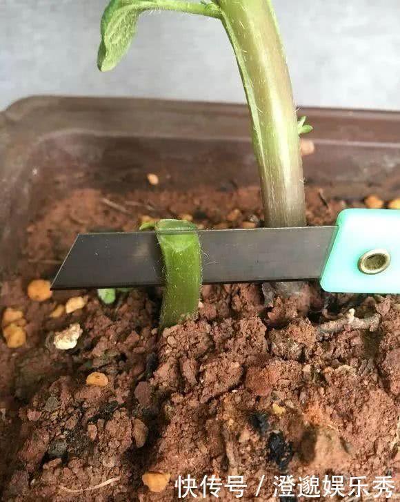 土豆|异想天开,土豆嫁接西红柿,长出这样的果实!