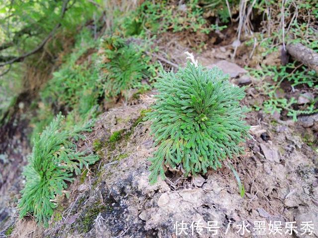 珍惜|春意浓去野外,碰见2种植物要珍惜,带回家当盆栽正合适